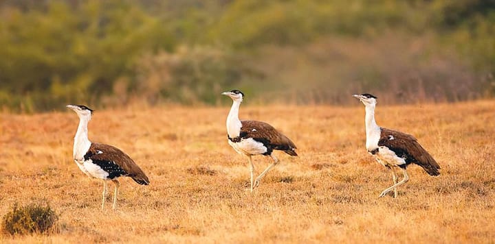 Inglorious bustards: How an endangered bird could reshape climate justice in India